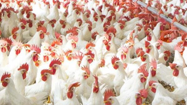 Broiler chicken price over Tk200 irrational: Co<em></em>nsumer rights chief