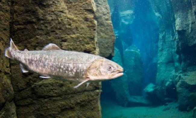 A fish in the volcanic crack at Asbirgi, Akureyri, Iceland.