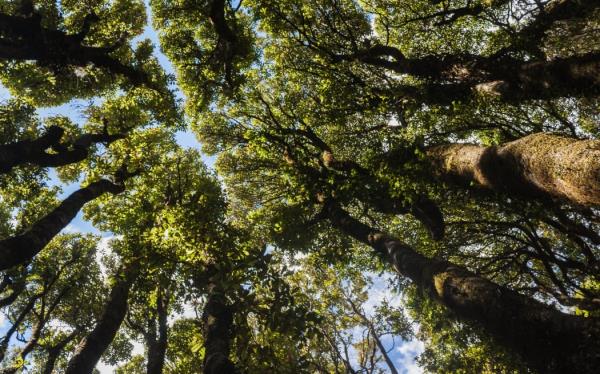 Forest of native trees - New Zealand